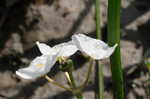 Grass-leaf arrowhead